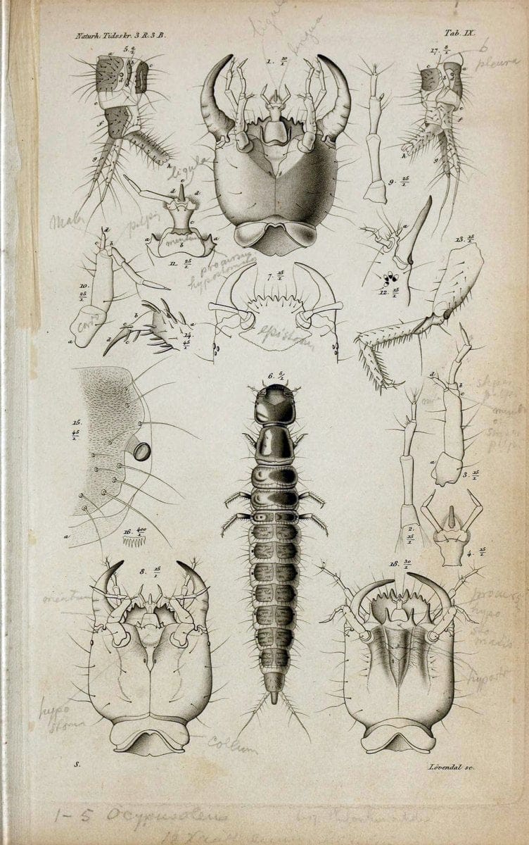 De metamorphosi eleutheratorum observationes :.KjÃ¸benhavn :Thieles Bogtrykkeri,1861-72.  | Beetles | Vintage Print Reproduction 466456