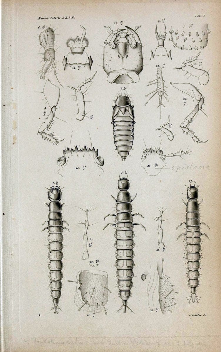 De metamorphosi eleutheratorum observationes :.KjÃ¸benhavn :Thieles Bogtrykkeri,1861-72.  | Beetles | Vintage Print Reproduction 466457