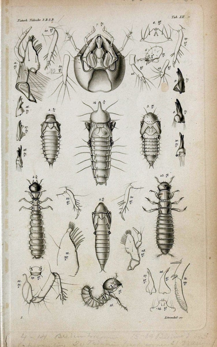 De metamorphosi eleutheratorum observationes :.KjÃ¸benhavn :Thieles Bogtrykkeri,1861-72.  | Beetles | Vintage Print Reproduction 466459
