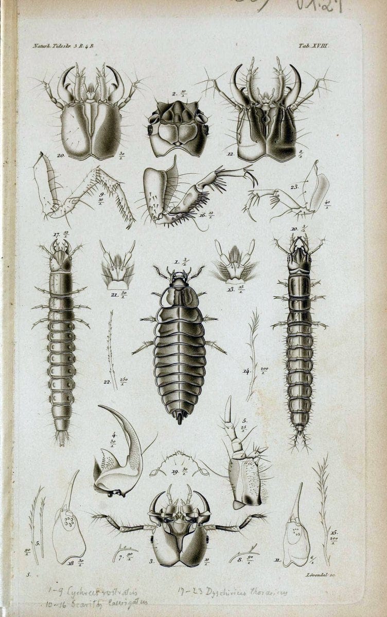 De metamorphosi eleutheratorum observationes :.KjÃ¸benhavn :Thieles Bogtrykkeri,1861-72.  | Beetles | Vintage Print Reproduction 466466