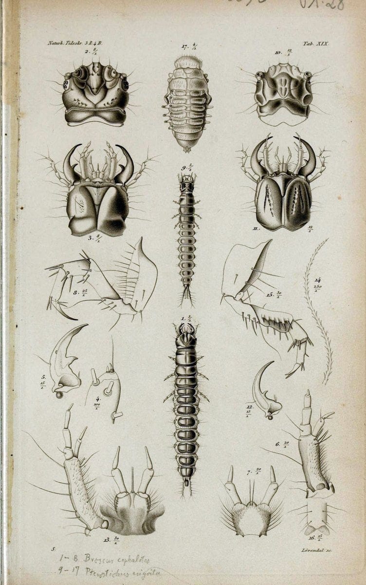 De metamorphosi eleutheratorum observationes :.KjÃ¸benhavn :Thieles Bogtrykkeri,1861-72.  | Beetles | Vintage Print Reproduction 466467