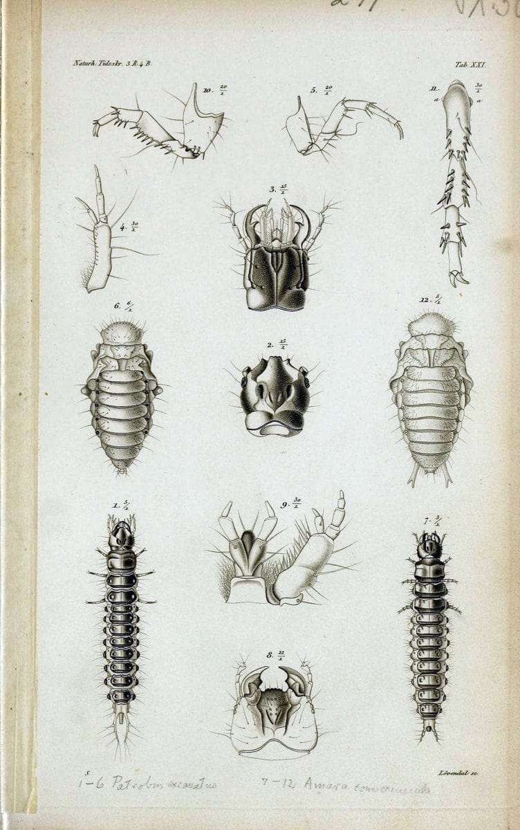 De metamorphosi eleutheratorum observationes :.KjÃ¸benhavn :Thieles Bogtrykkeri,1861-72.  | Beetles | Vintage Print Reproduction 466469