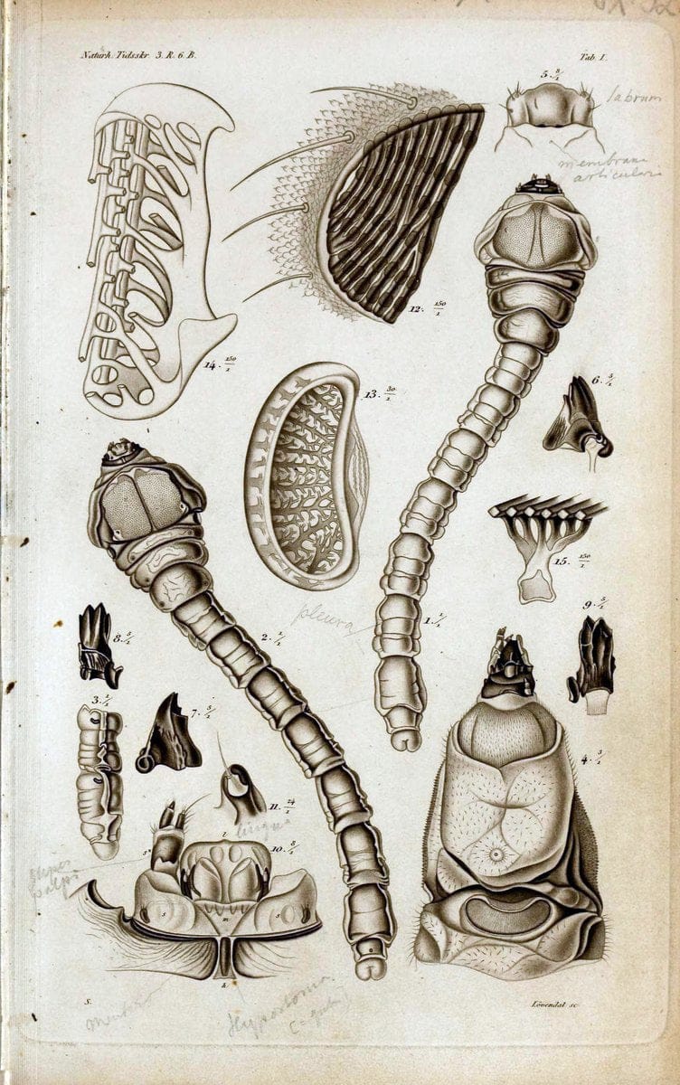De metamorphosi eleutheratorum observationes :.KjÃ¸benhavn :Thieles Bogtrykkeri,1861-72.  | Beetles | Vintage Print Reproduction 466471