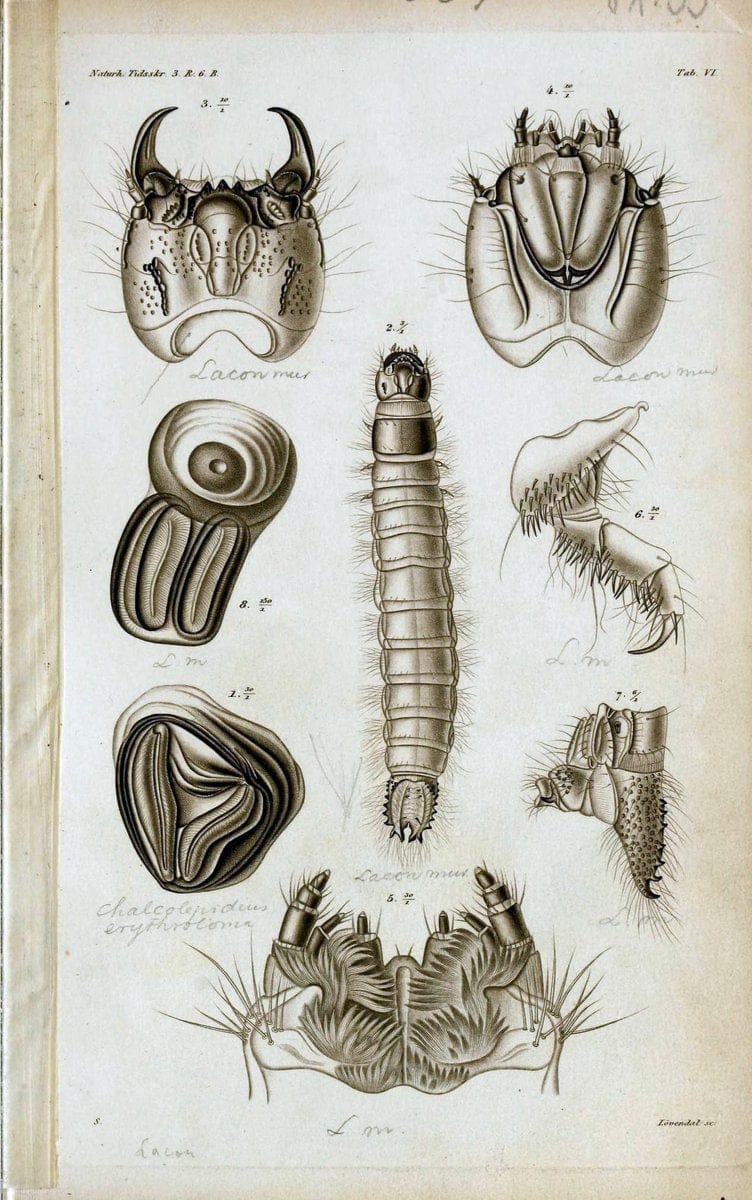 De metamorphosi eleutheratorum observationes :.KjÃ¸benhavn :Thieles Bogtrykkeri,1861-72.  | Beetles | Vintage Print Reproduction 466473