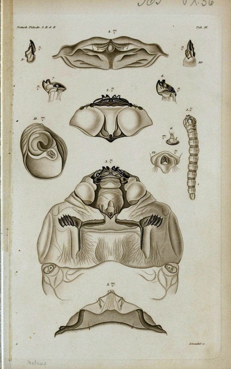 De metamorphosi eleutheratorum observationes :.KjÃ¸benhavn :Thieles Bogtrykkeri,1861-72.  | Beetles | Vintage Print Reproduction 466476