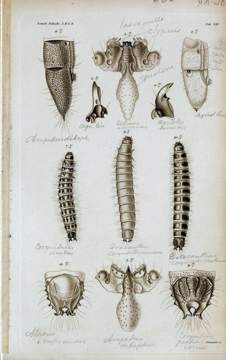 De metamorphosi eleutheratorum observationes :.KjÃ¸benhavn :Thieles Bogtrykkeri,1861-72.  | Beetles | Vintage Print Reproduction 466478