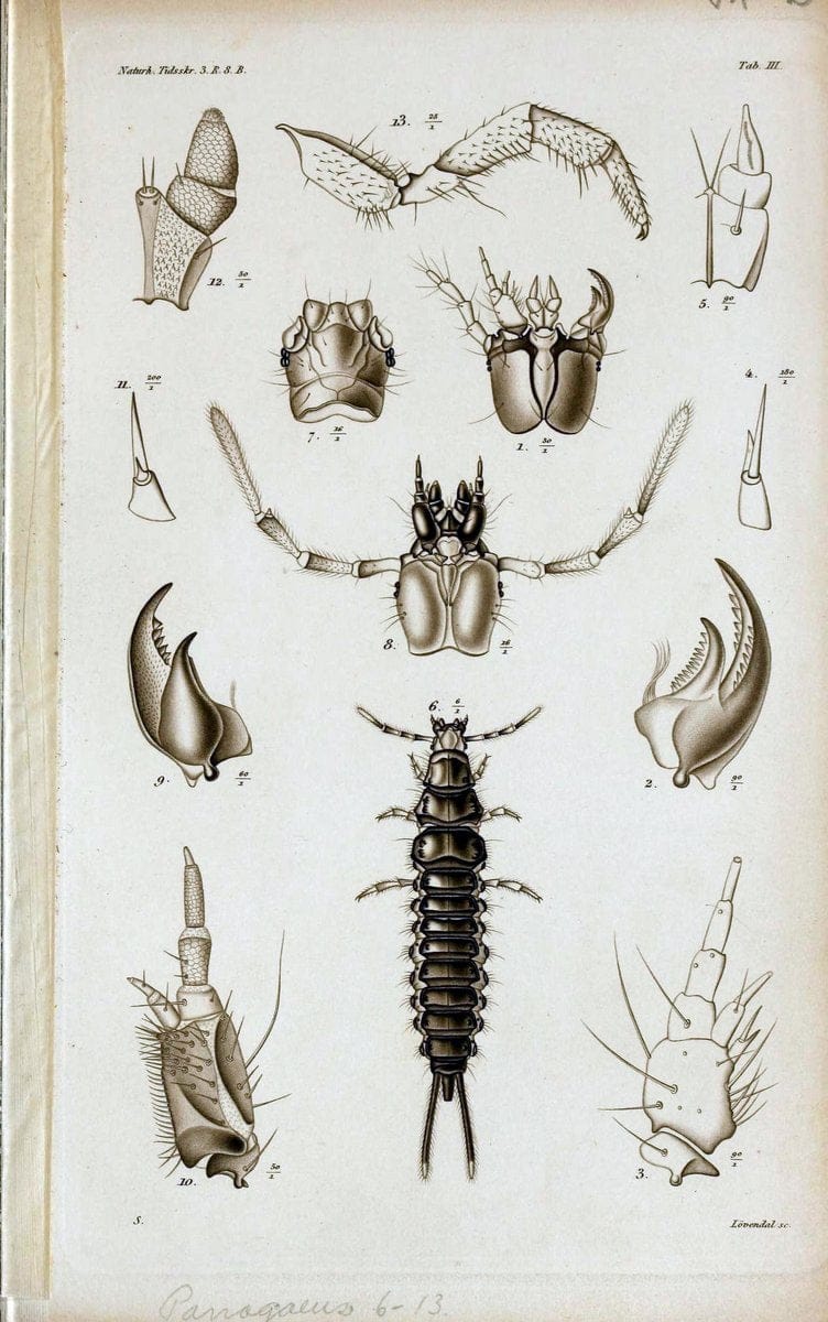 De metamorphosi eleutheratorum observationes :.KjÃ¸benhavn :Thieles Bogtrykkeri,1861-72.  | Beetles | Vintage Print Reproduction 466483