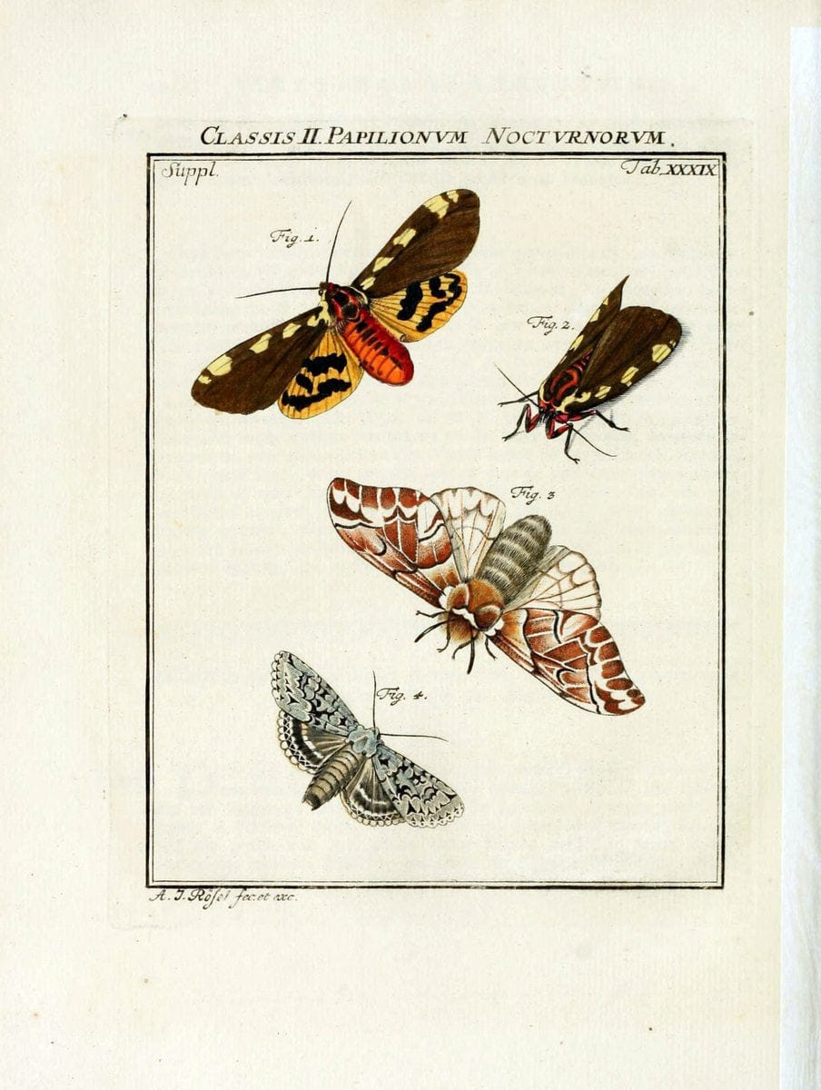 De natuurlyke historie der insecten;.Te Haarlem,By C. H. Bohn en H. de Wit, boekverkoopers[1764-68]. | Insects  | Vintage Print Reproduction 466496