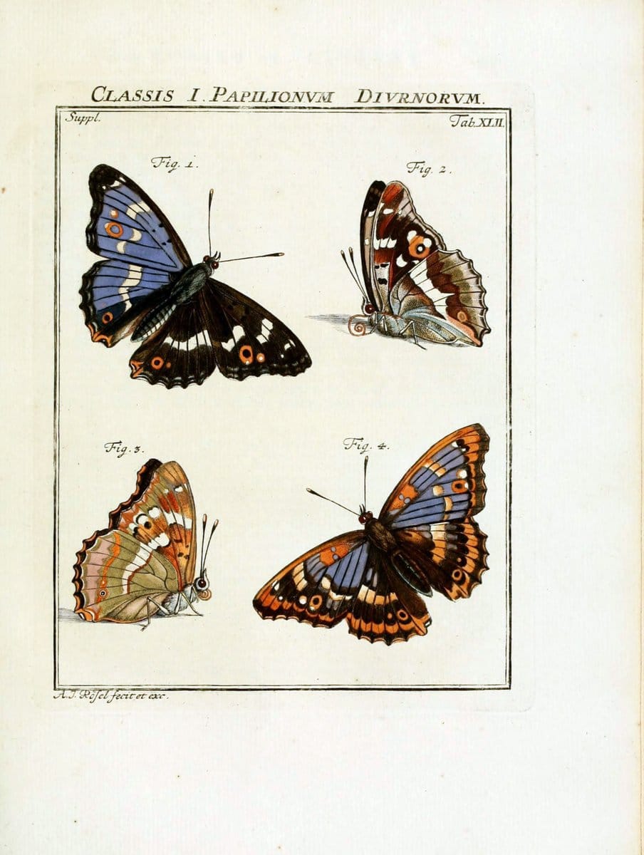De natuurlyke historie der insecten;.Te Haarlem,By C. H. Bohn en H. de Wit, boekverkoopers[1764-68]. | Insects  | Vintage Print Reproduction 466498
