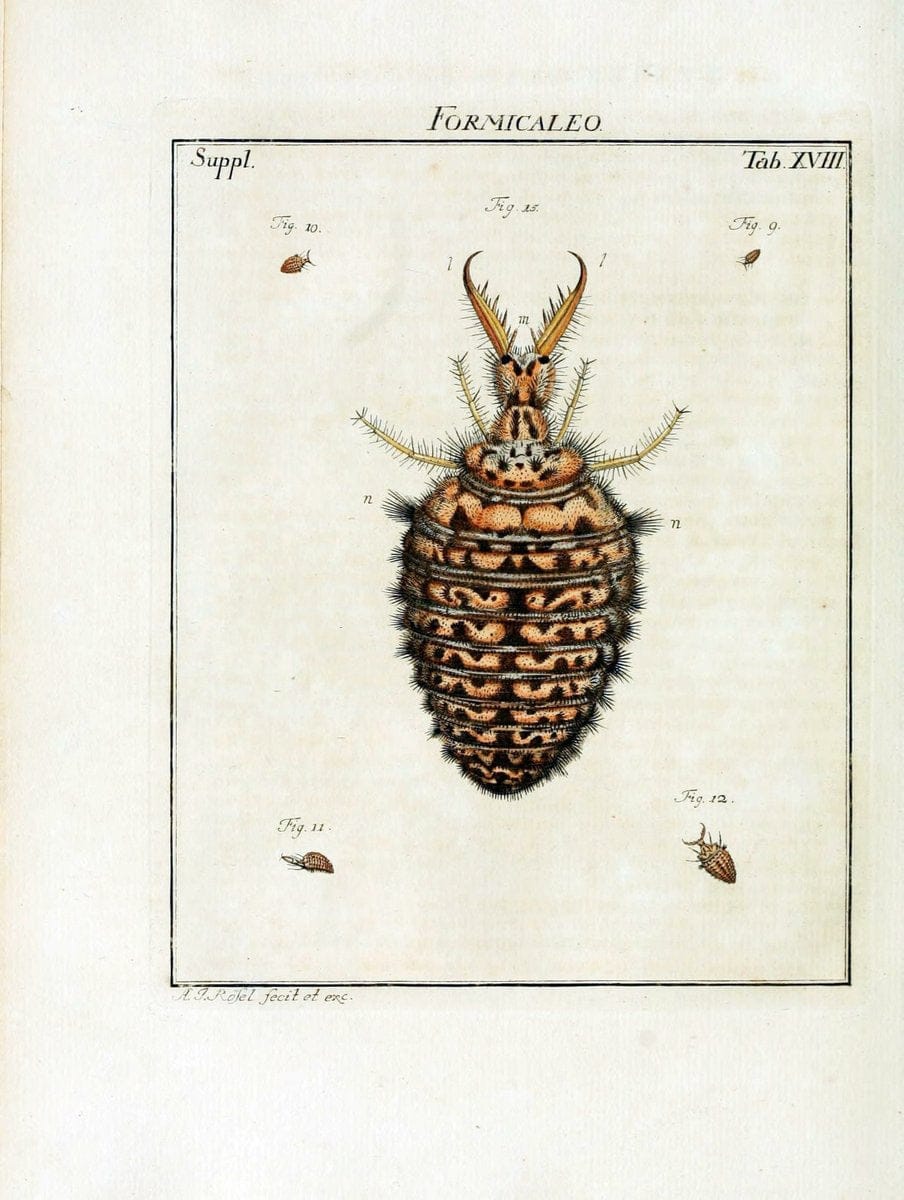 De natuurlyke historie der insecten;.Te Haarlem,By C. H. Bohn en H. de Wit, boekverkoopers[1764-68]. |  | Vintage Print Reproduction 466513