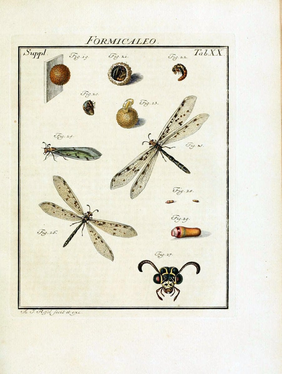 De natuurlyke historie der insecten;.Te Haarlem,By C. H. Bohn en H. de Wit, boekverkoopers[1764-68]. |  | Vintage Print Reproduction 466515