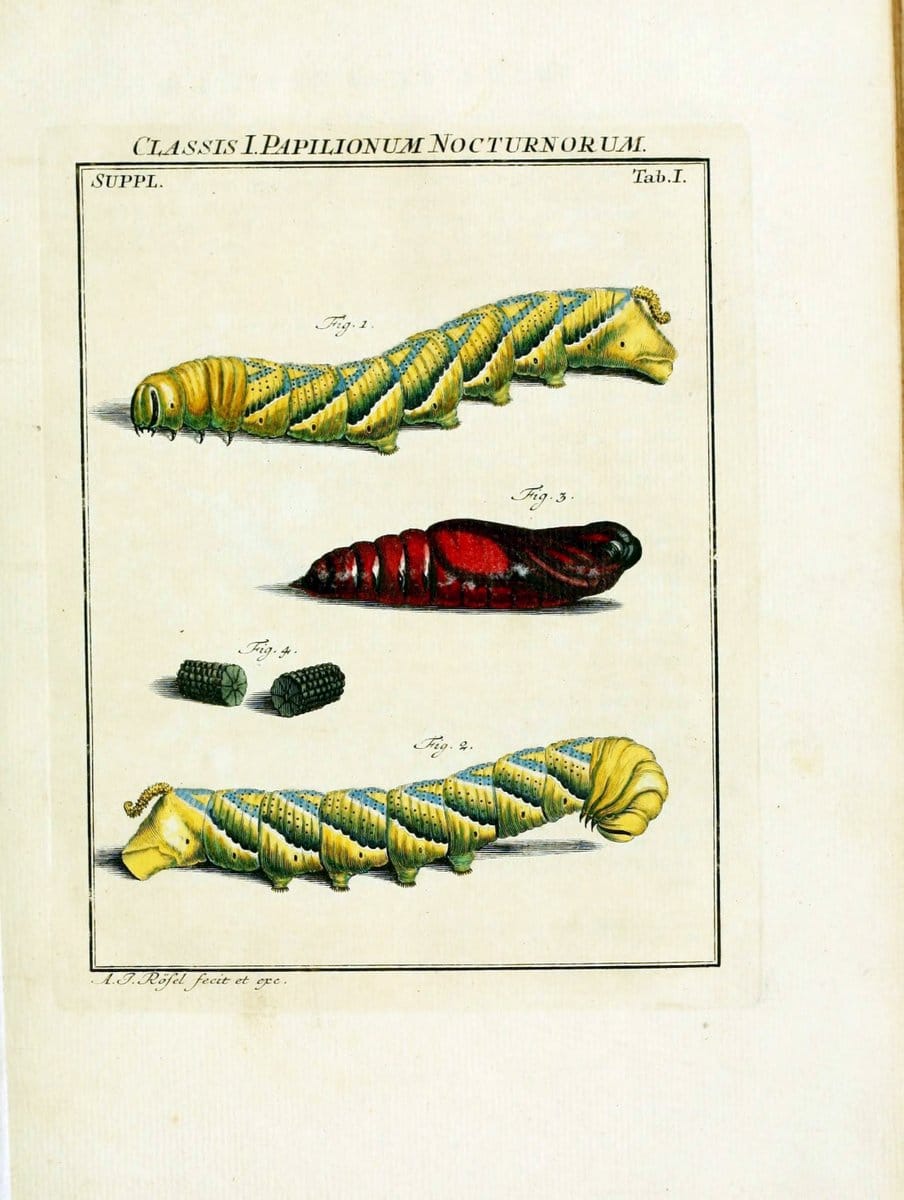 De natuurlyke historie der insecten;.Te Haarlem,By C. H. Bohn en H. de Wit, boekverkoopers[1764-68]. |  | Vintage Print Reproduction 466519