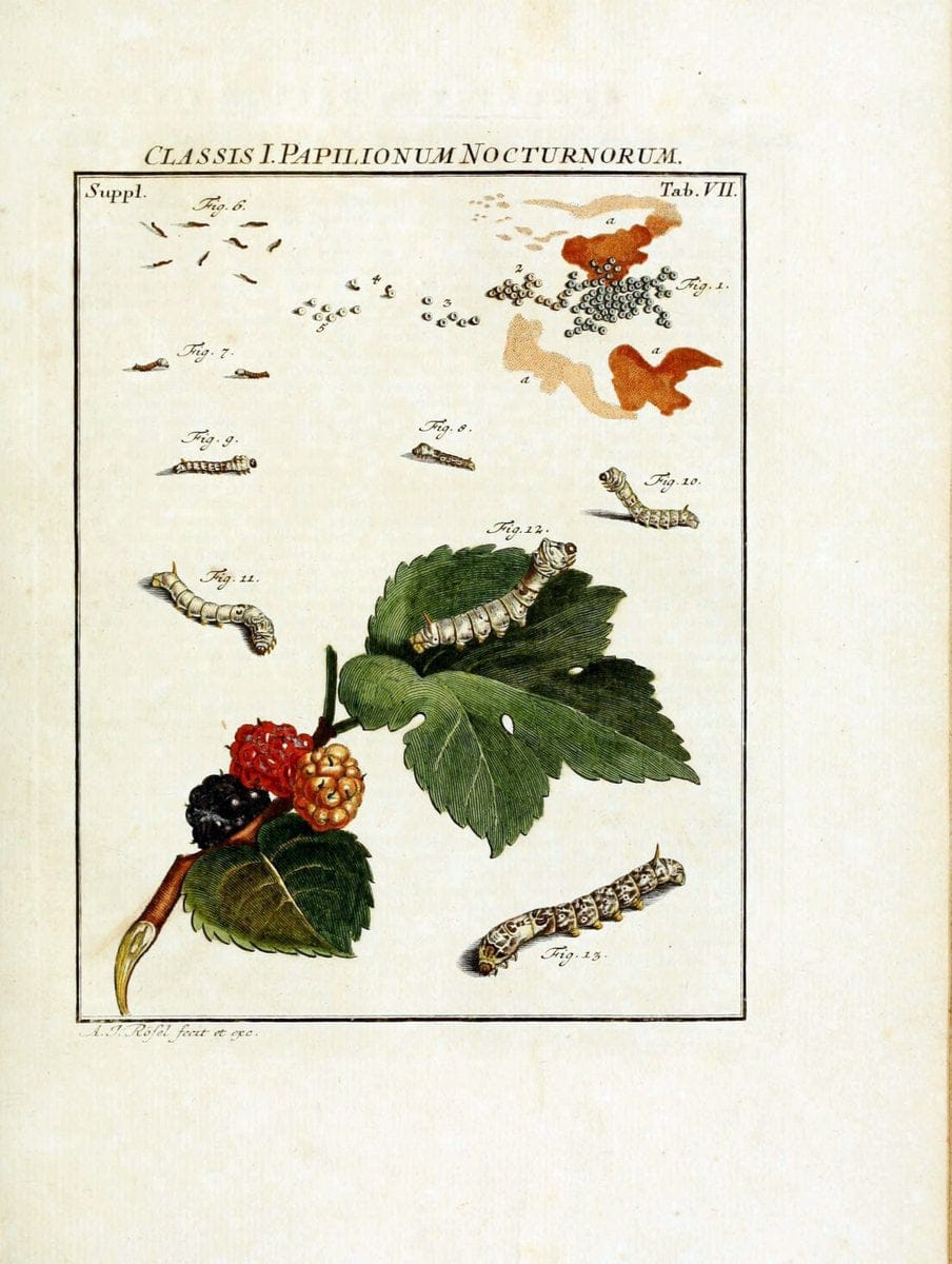 De natuurlyke historie der insecten;.Te Haarlem,By C. H. Bohn en H. de Wit, boekverkoopers[1764-68]. |  | Vintage Print Reproduction 466524
