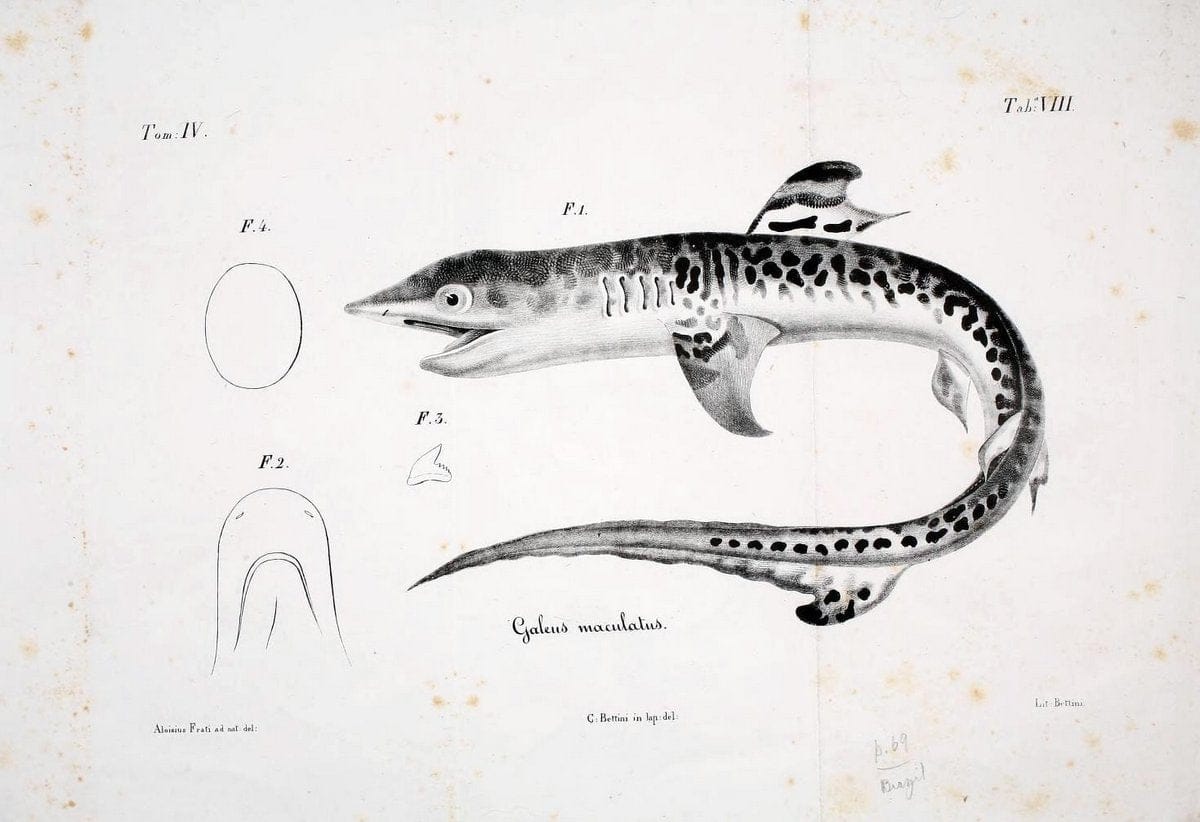 De novis speciebus piscium :.Bologna :Accademia delle scienze del'Istituto di Bologna,1840. | Fishes | Vintage Print Reproduction 466529
