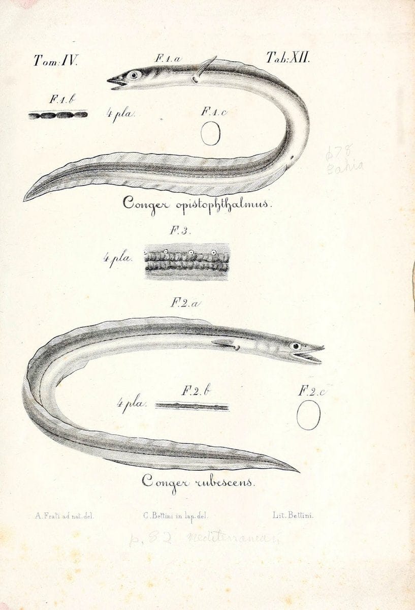 De novis speciebus piscium :.Bologna :Accademia delle scienze del'Istituto di Bologna,1840. | Fishes | Vintage Print Reproduction 466533
