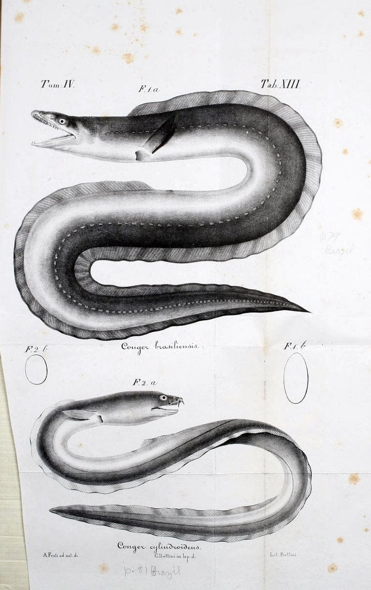 De novis speciebus piscium :.Bologna :Accademia delle scienze del'Istituto di Bologna,1840. | Fishes | Vintage Print Reproduction 466534