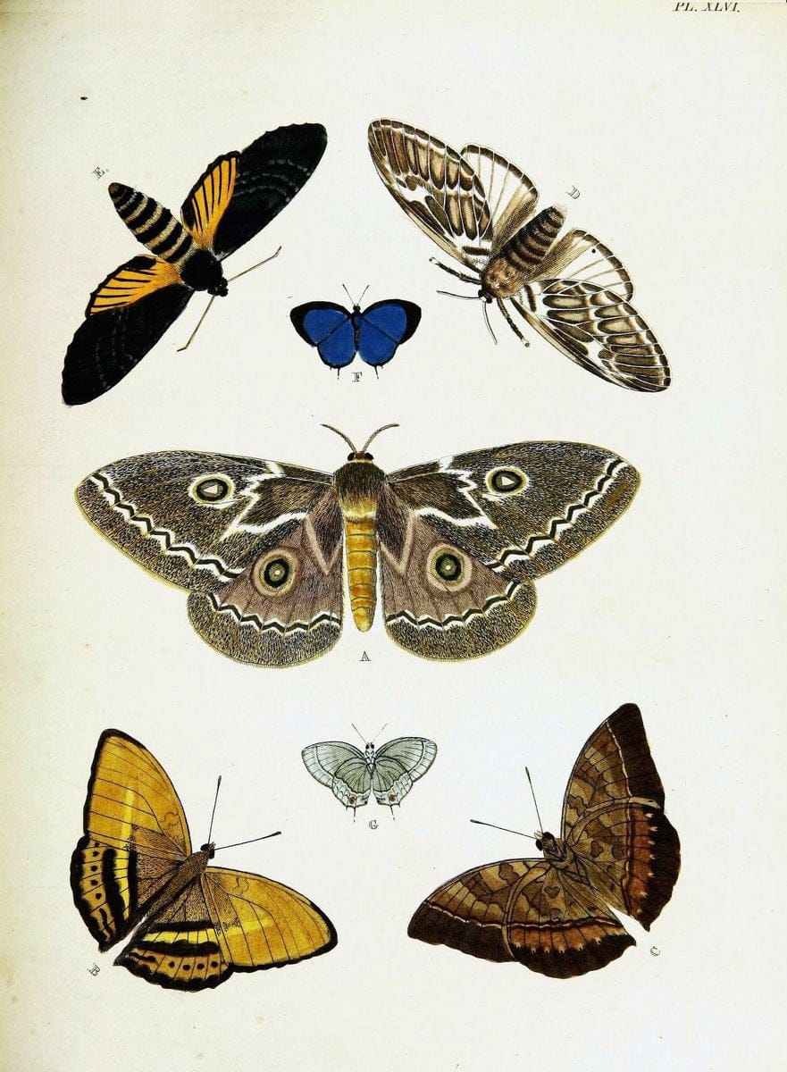 De uitlandsche kapellen voorkomende in de drie waereld-deelen, Asia, Africa en America,. | Africa America Asia Lepidoptera Surinam "Cornell University Library" | Vintage Print Reproduction 466538
