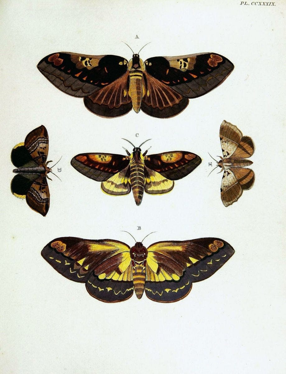 De uitlandsche kapellen voorkomende in de drie waereld-deelen, Asia, Africa en America,. | Africa America Asia Lepidoptera Surinam "Cornell University Library" | Vintage Print Reproduction 466539