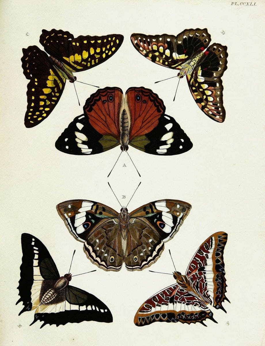De uitlandsche kapellen voorkomende in de drie waereld-deelen, Asia, Africa en America,. | Africa America Asia Lepidoptera Surinam "Cornell University Library" | Vintage Print Reproduction 466542
