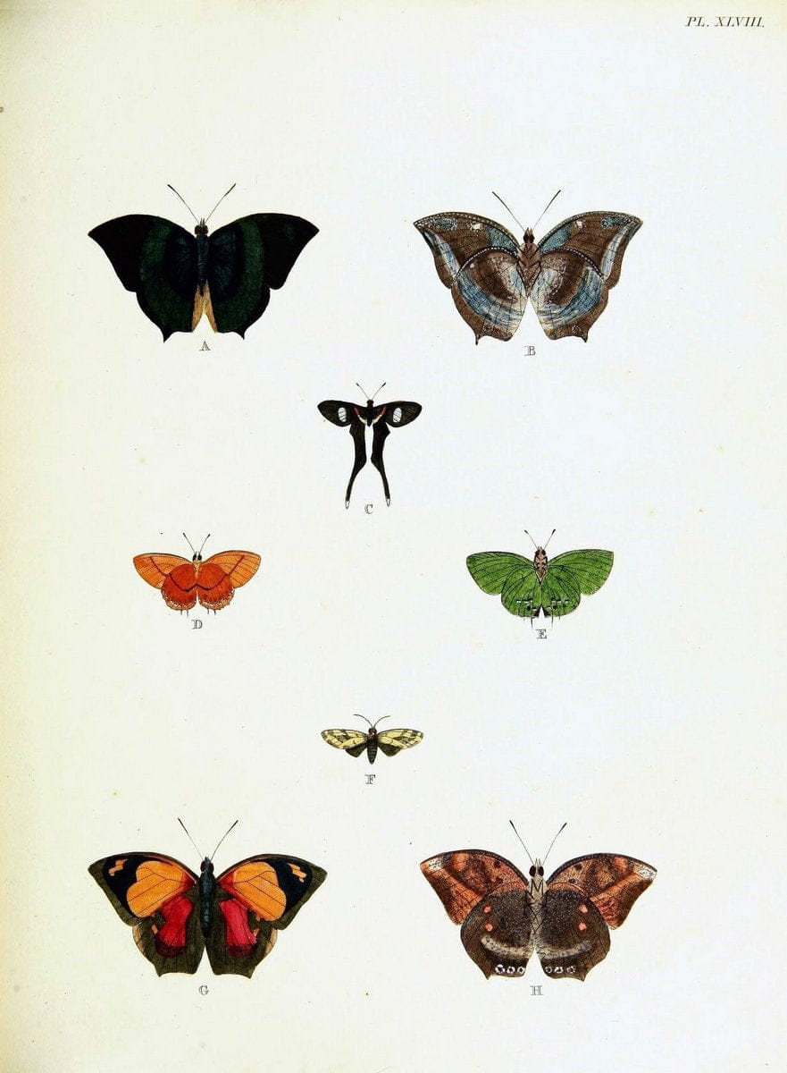 De uitlandsche kapellen voorkomende in de drie waereld-deelen, Asia, Africa en America,. | Africa America Asia Lepidoptera Surinam "Cornell University Library" | Vintage Print Reproduction 466543