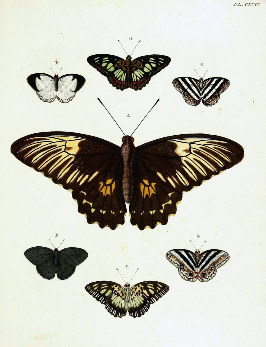 De uitlandsche kapellen voorkomende in de drie waereld-deelen, Asia, Africa en America,. | Africa America Asia Lepidoptera Surinam "Cornell University Library" | Vintage Print Reproduction 466549