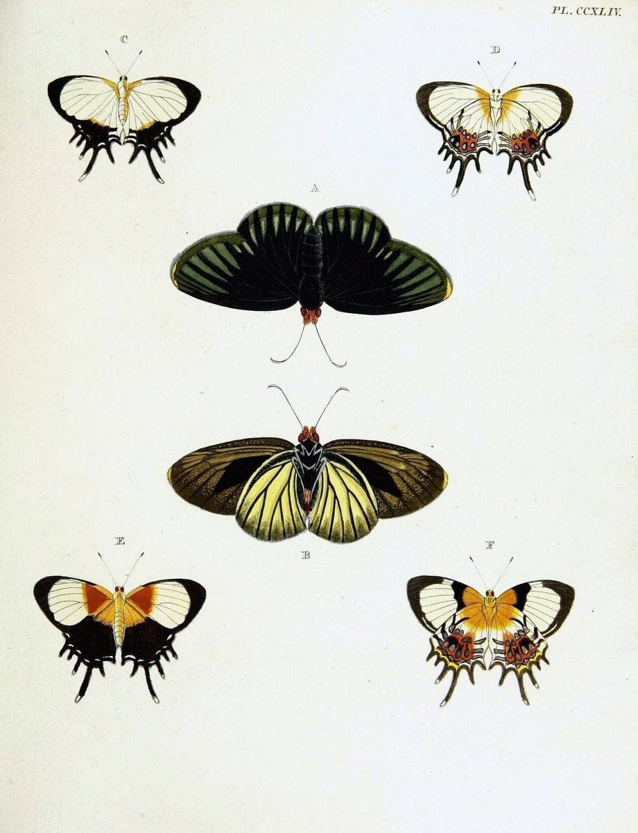 De uitlandsche kapellen voorkomende in de drie waereld-deelen, Asia, Africa en America,. | Africa America Asia Lepidoptera Surinam "Cornell University Library" | Vintage Print Reproduction 466551