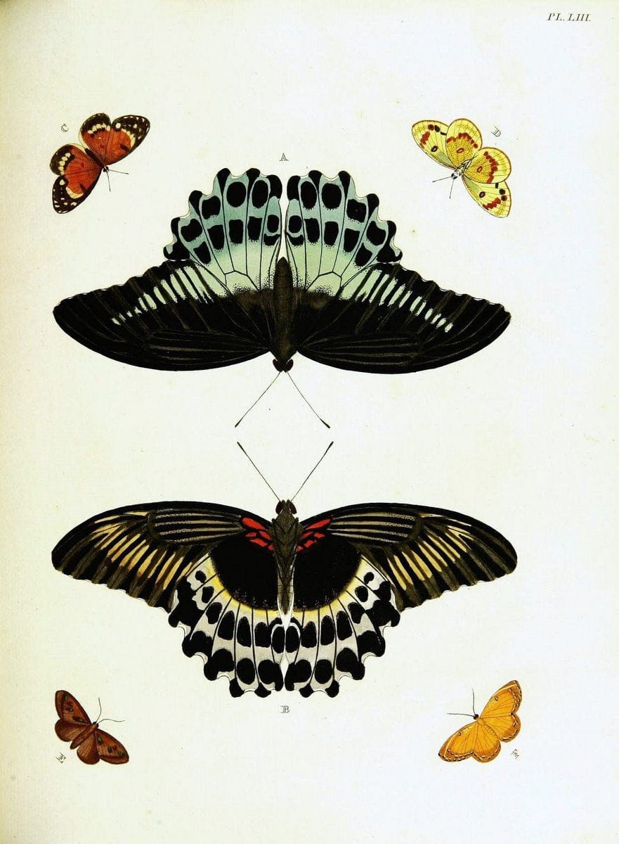 De uitlandsche kapellen voorkomende in de drie waereld-deelen, Asia, Africa en America,. | Africa America Asia Lepidoptera Surinam "Cornell University Library" | Vintage Print Reproduction 466554