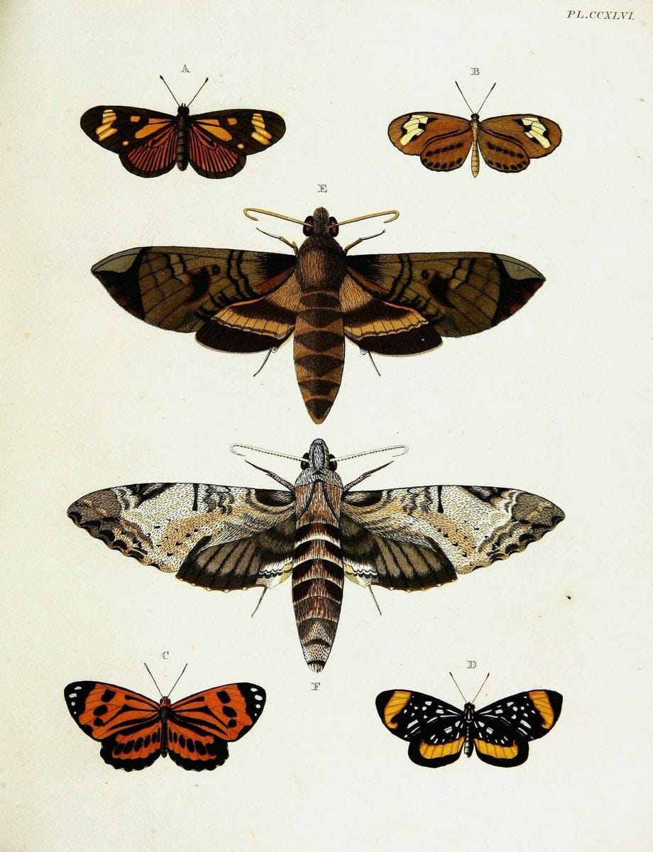 De uitlandsche kapellen voorkomende in de drie waereld-deelen, Asia, Africa en America,. | Africa America Asia Lepidoptera Surinam "Cornell University Library" | Vintage Print Reproduction 466555