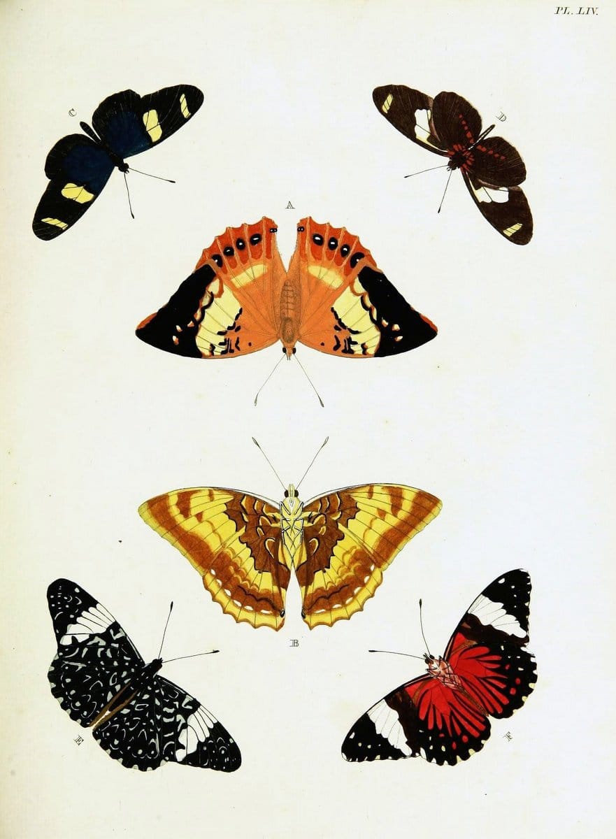 De uitlandsche kapellen voorkomende in de drie waereld-deelen, Asia, Africa en America,. | Africa America Asia Lepidoptera Surinam "Cornell University Library" | Vintage Print Reproduction 466557