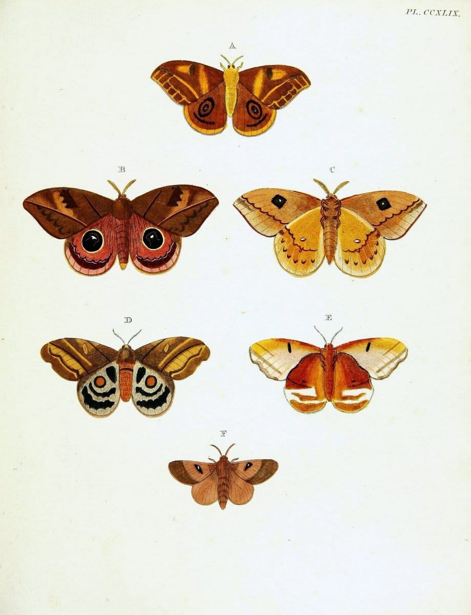 De uitlandsche kapellen voorkomende in de drie waereld-deelen, Asia, Africa en America,. | Africa America Asia Lepidoptera Surinam "Cornell University Library" | Vintage Print Reproduction 466561