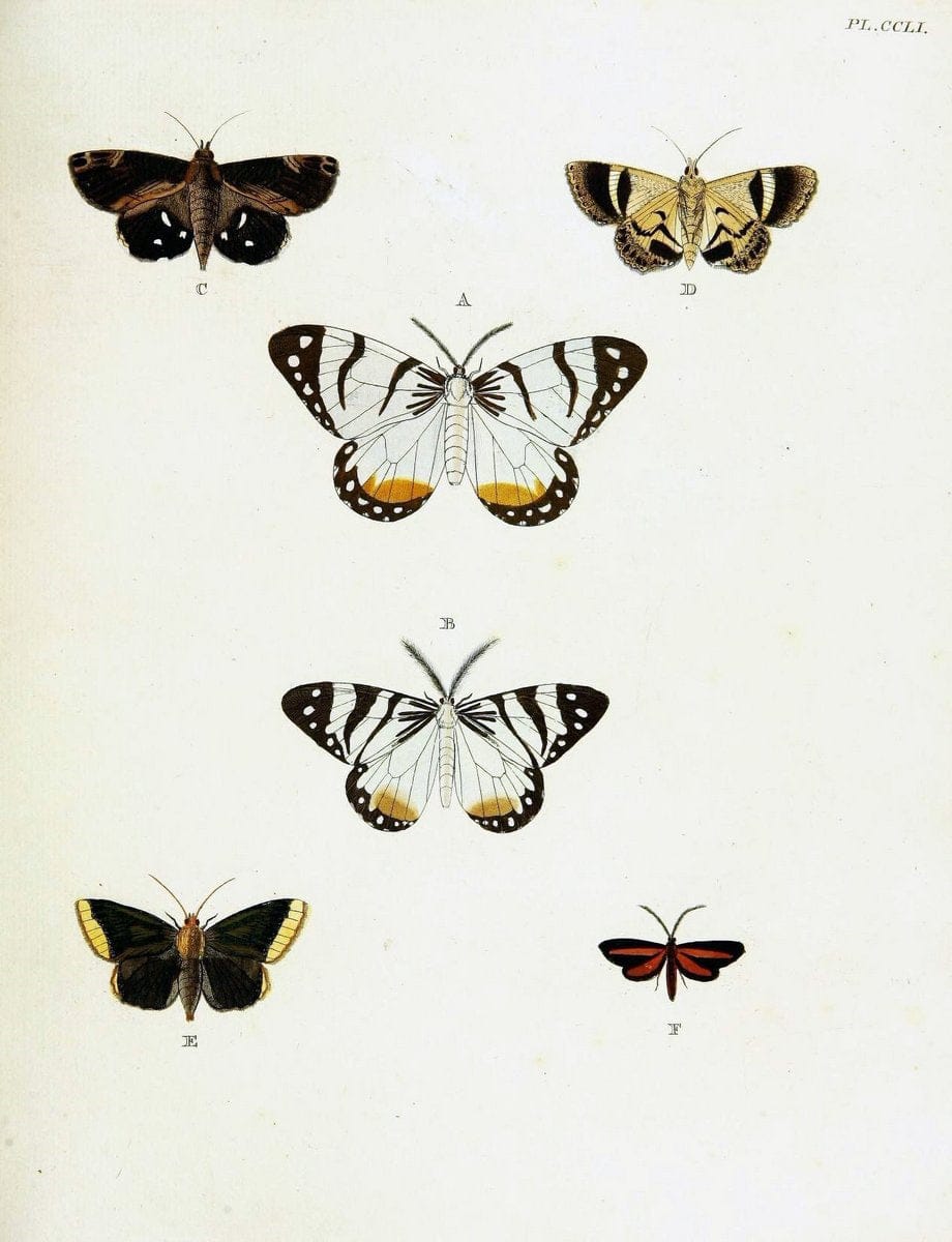 De uitlandsche kapellen voorkomende in de drie waereld-deelen, Asia, Africa en America,. | Africa America Asia Lepidoptera Surinam "Cornell University Library" | Vintage Print Reproduction 466564