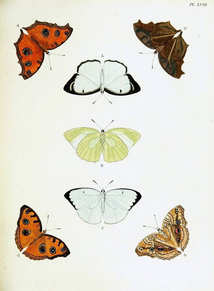 De uitlandsche kapellen voorkomende in de drie waereld-deelen, Asia, Africa en America,. | Africa America Asia Lepidoptera Surinam "Cornell University Library" | Vintage Print Reproduction 466565
