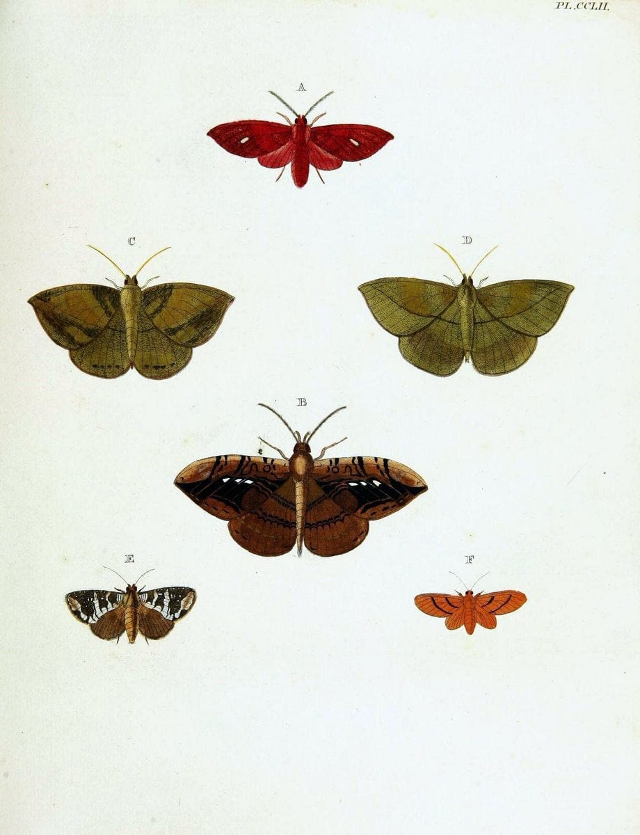 De uitlandsche kapellen voorkomende in de drie waereld-deelen, Asia, Africa en America,. | Africa America Asia Lepidoptera Surinam "Cornell University Library" | Vintage Print Reproduction 466566