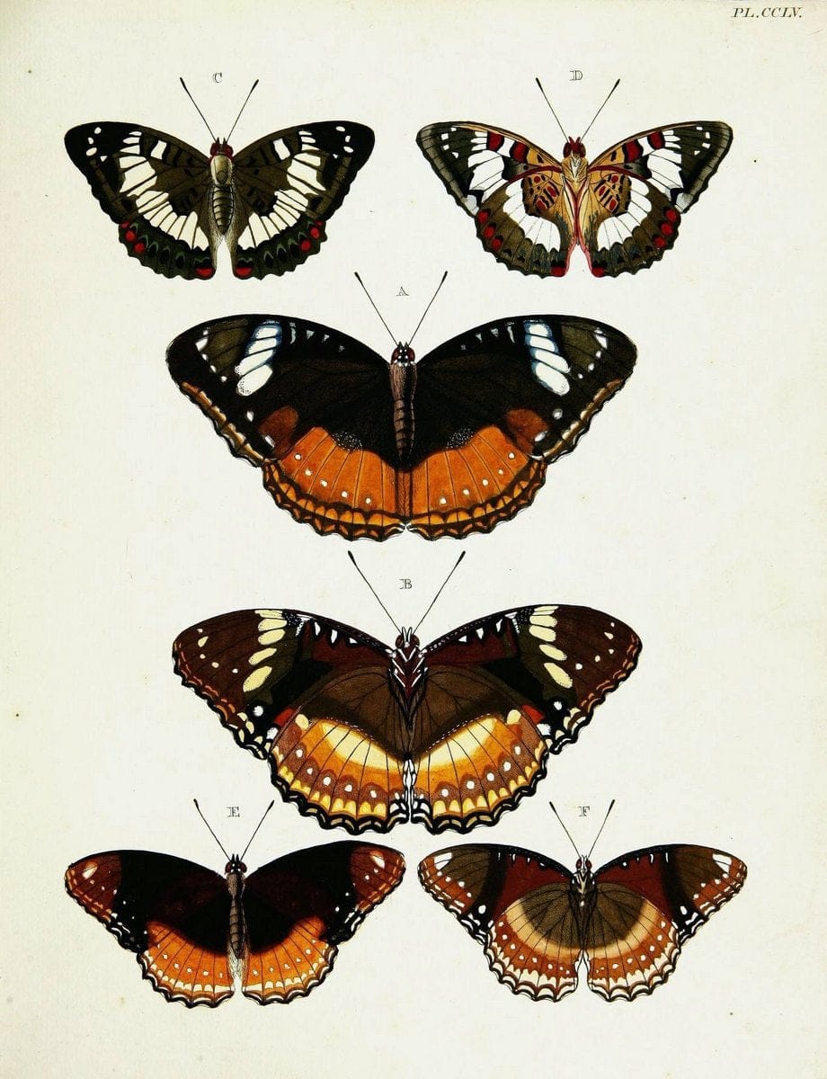 De uitlandsche kapellen voorkomende in de drie waereld-deelen, Asia, Africa en America,. | Africa America Asia Lepidoptera Surinam "Cornell University Library" | Vintage Print Reproduction 466574