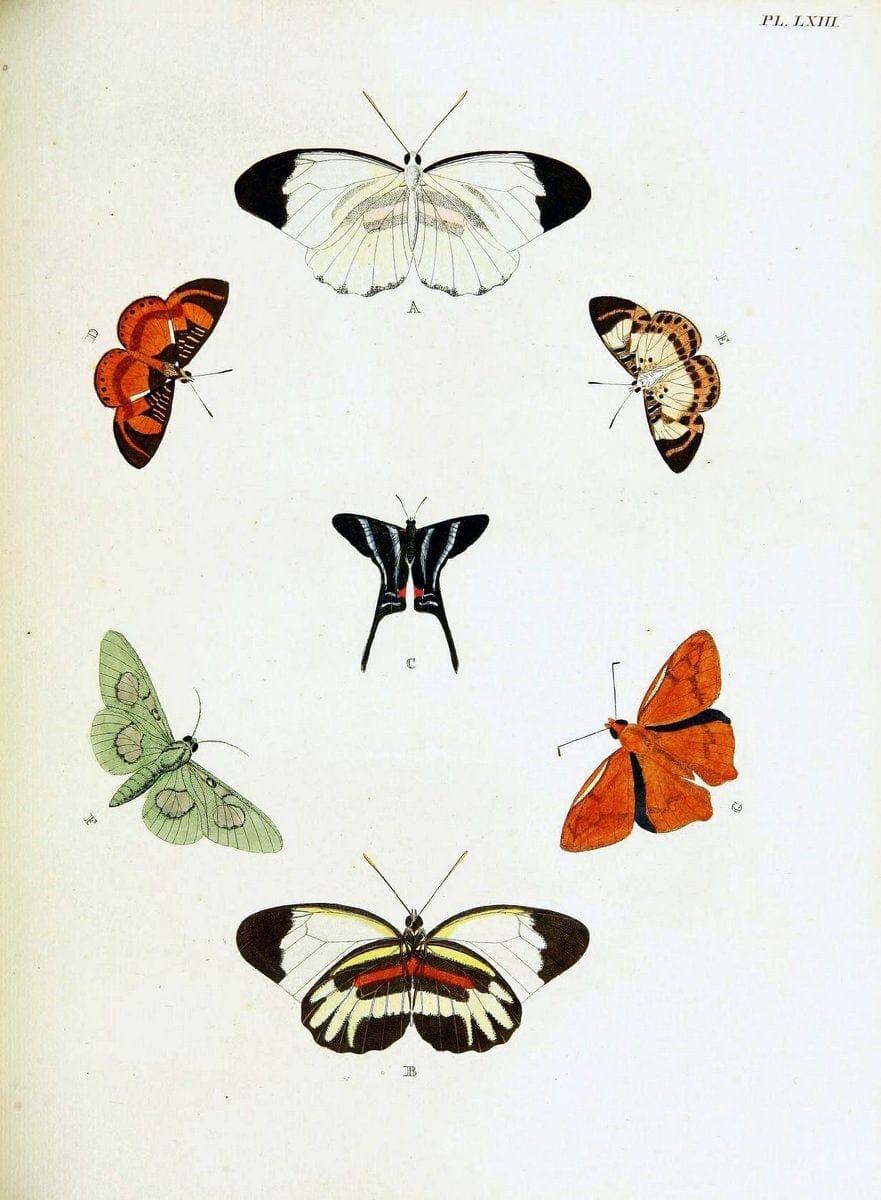 De uitlandsche kapellen voorkomende in de drie waereld-deelen, Asia, Africa en America,. | Africa America Asia Lepidoptera Surinam "Cornell University Library" | Vintage Print Reproduction 466576