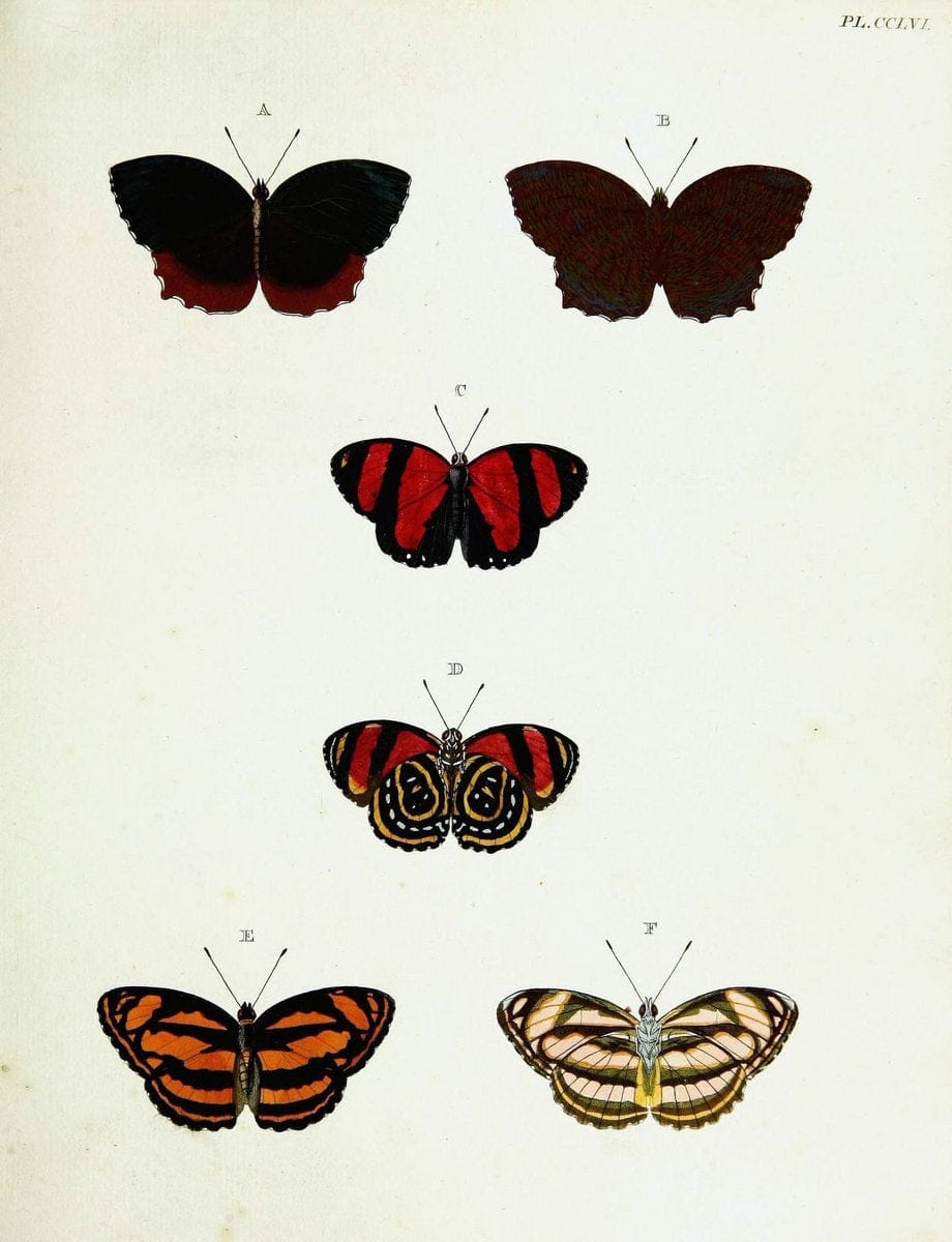 De uitlandsche kapellen voorkomende in de drie waereld-deelen, Asia, Africa en America,. | Africa America Asia Lepidoptera Surinam "Cornell University Library" | Vintage Print Reproduction 466577