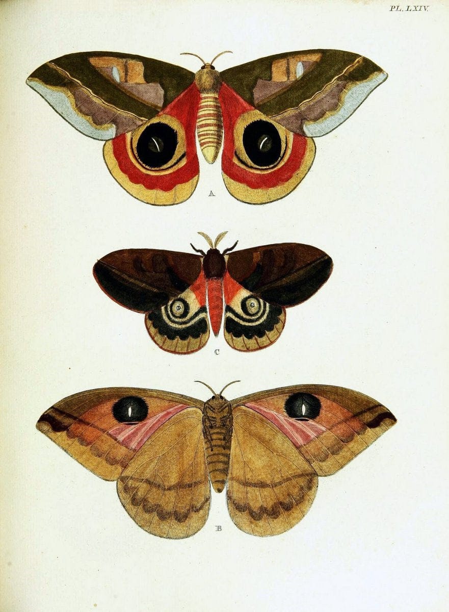 De uitlandsche kapellen voorkomende in de drie waereld-deelen, Asia, Africa en America,. | Africa America Asia Lepidoptera Surinam "Cornell University Library" | Vintage Print Reproduction 466578