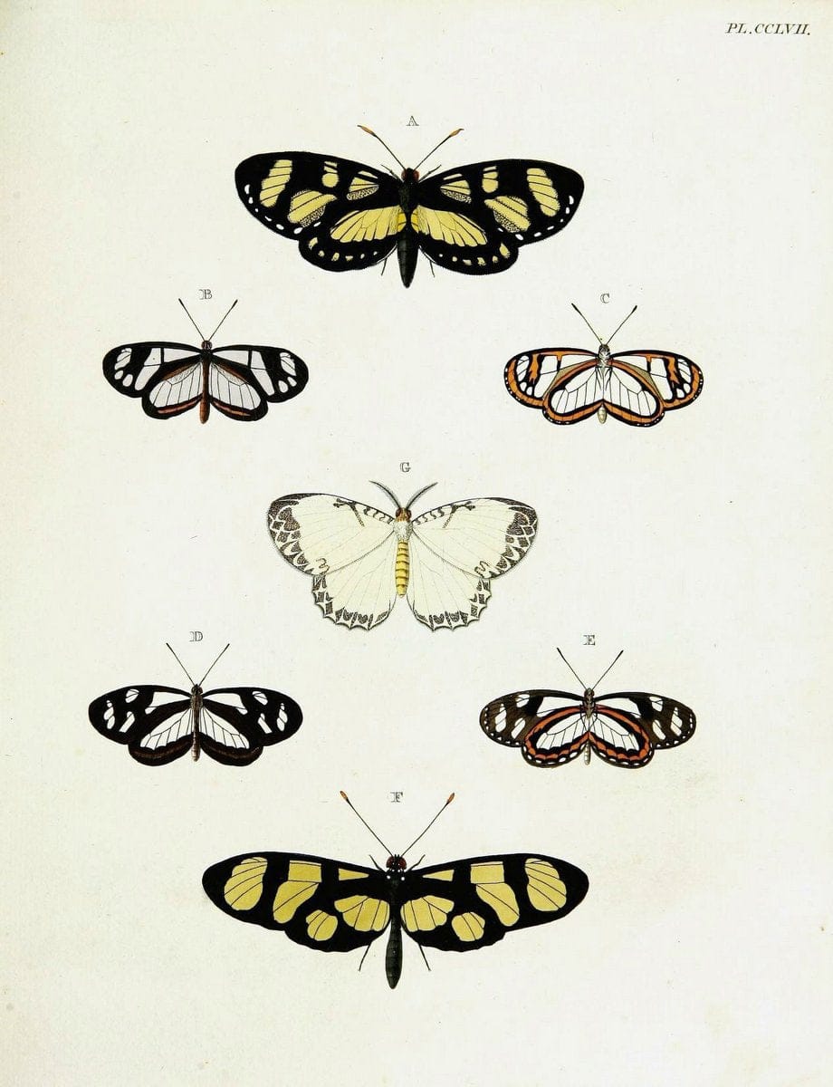 De uitlandsche kapellen voorkomende in de drie waereld-deelen, Asia, Africa en America,. | Africa America Asia Lepidoptera Surinam "Cornell University Library" | Vintage Print Reproduction 466579