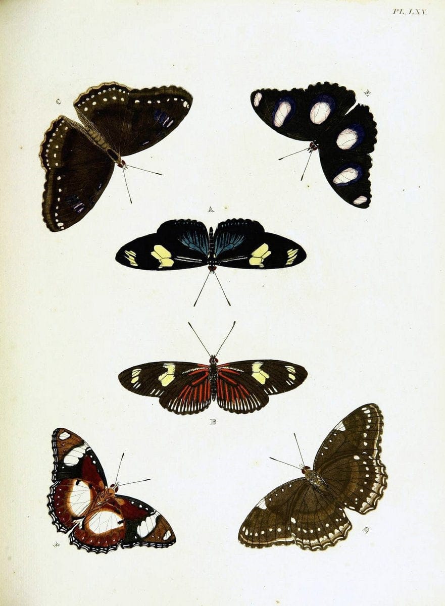De uitlandsche kapellen voorkomende in de drie waereld-deelen, Asia, Africa en America,. | Africa America Asia Lepidoptera Surinam "Cornell University Library" | Vintage Print Reproduction 466580