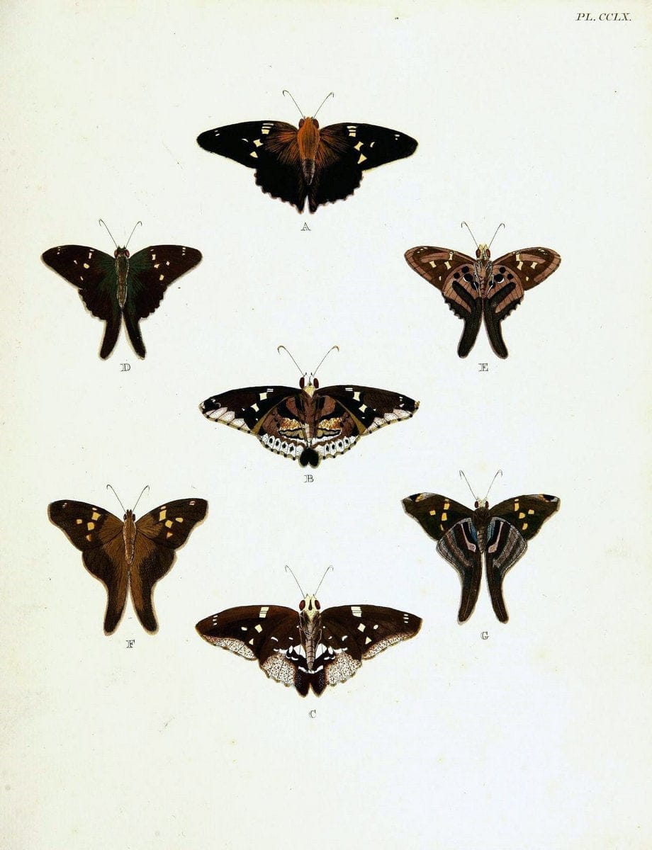 De uitlandsche kapellen voorkomende in de drie waereld-deelen, Asia, Africa en America,. | Africa America Asia Lepidoptera Surinam "Cornell University Library" | Vintage Print Reproduction 466585