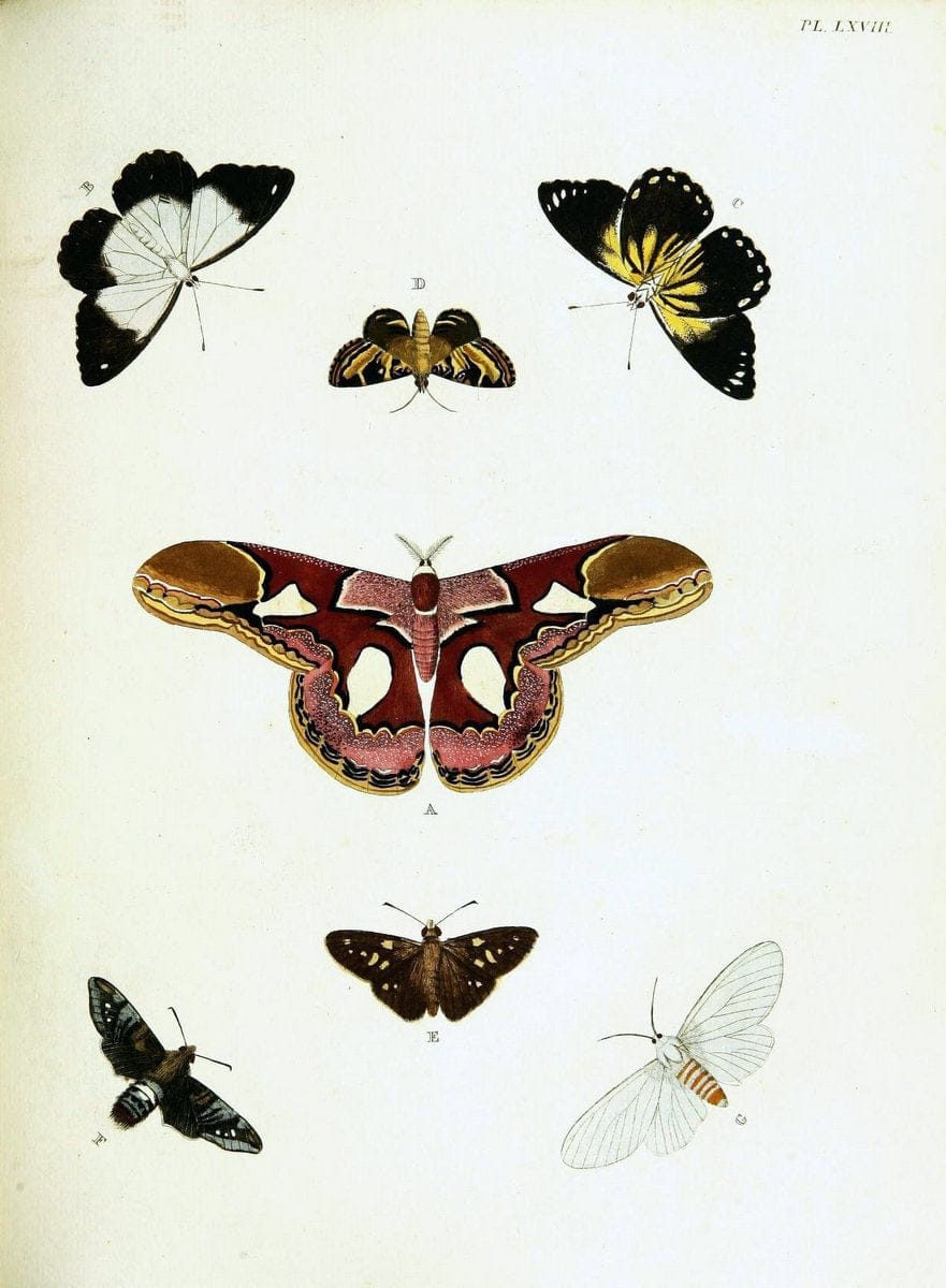 De uitlandsche kapellen voorkomende in de drie waereld-deelen, Asia, Africa en America,. | Africa America Asia Lepidoptera Surinam "Cornell University Library" | Vintage Print Reproduction 466586