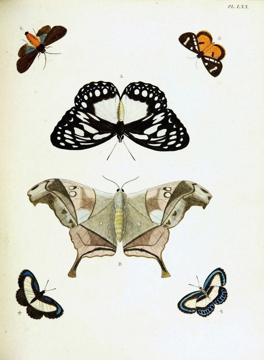De uitlandsche kapellen voorkomende in de drie waereld-deelen, Asia, Africa en America,. | Africa America Asia Lepidoptera Surinam "Cornell University Library" | Vintage Print Reproduction 466590