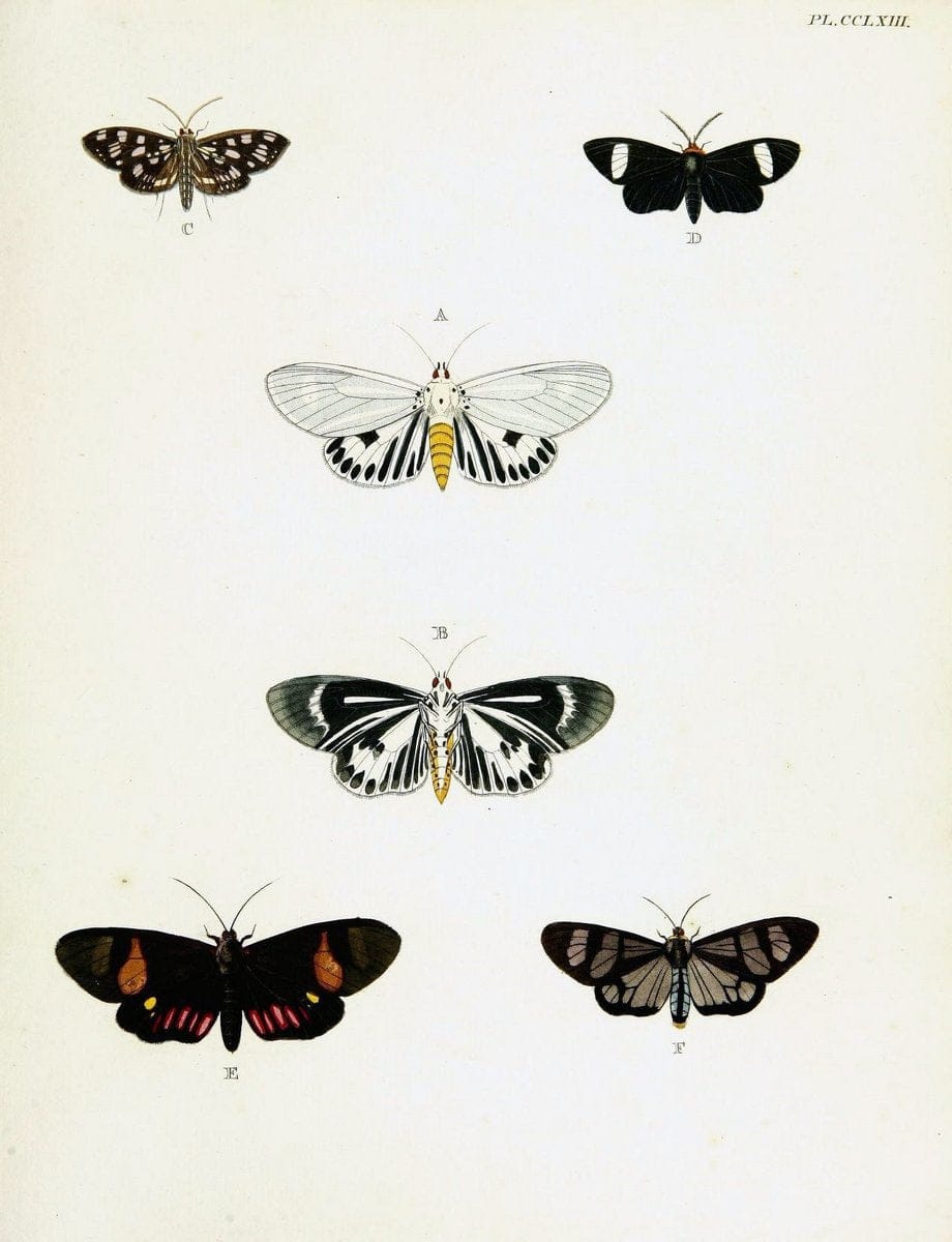 De uitlandsche kapellen voorkomende in de drie waereld-deelen, Asia, Africa en America,. | Africa America Asia Lepidoptera Surinam "Cornell University Library" | Vintage Print Reproduction 466591