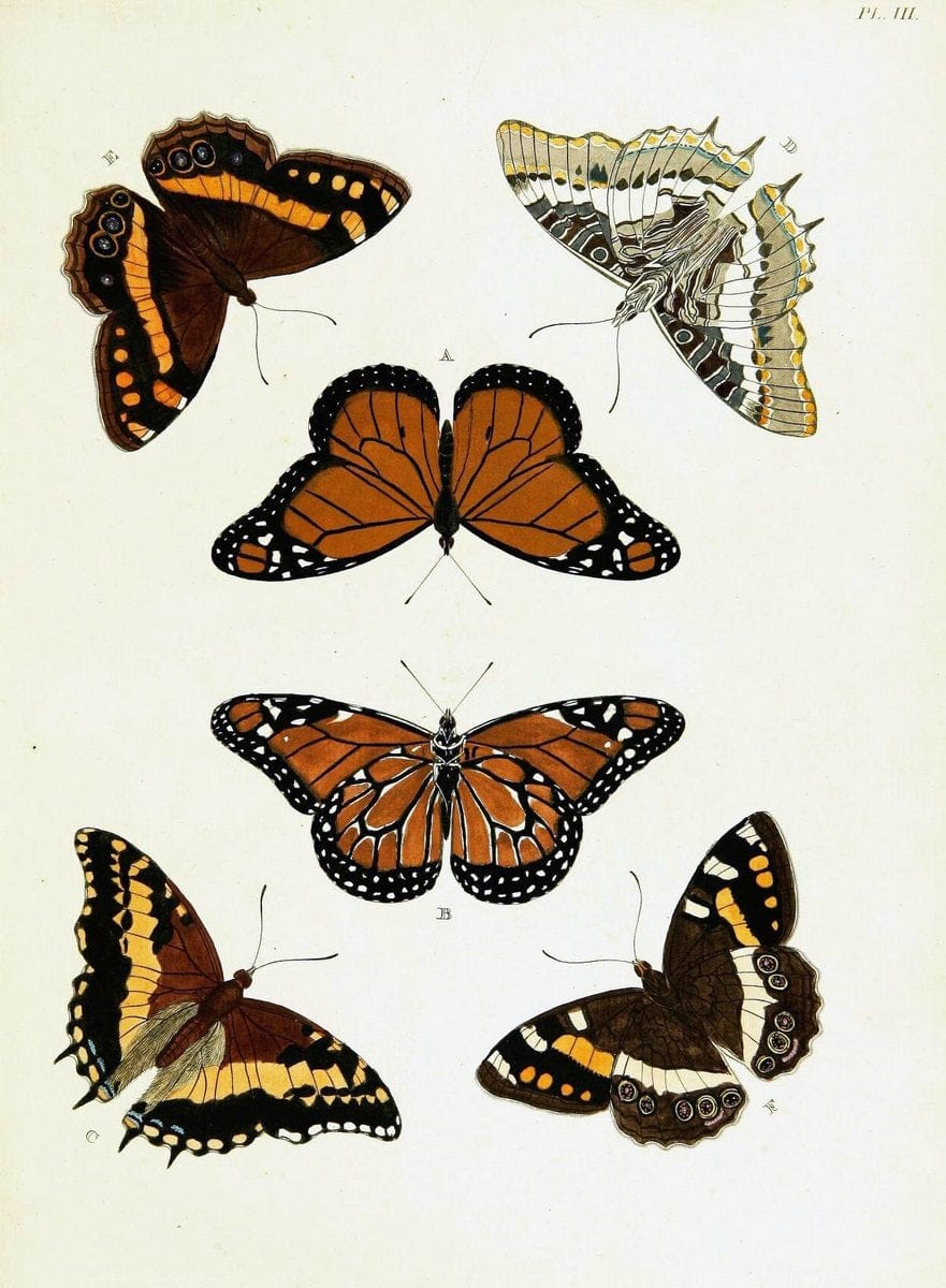 De uitlandsche kapellen voorkomende in de drie waereld-deelen, Asia, Africa en America,. | Africa America Asia Lepidoptera Surinam "Cornell University Library" | Vintage Print Reproduction 466592