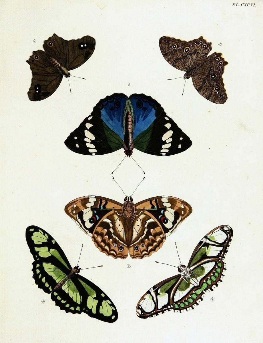 De uitlandsche kapellen voorkomende in de drie waereld-deelen, Asia, Africa en America,. | Africa America Asia Lepidoptera Surinam "Cornell University Library" | Vintage Print Reproduction 466593