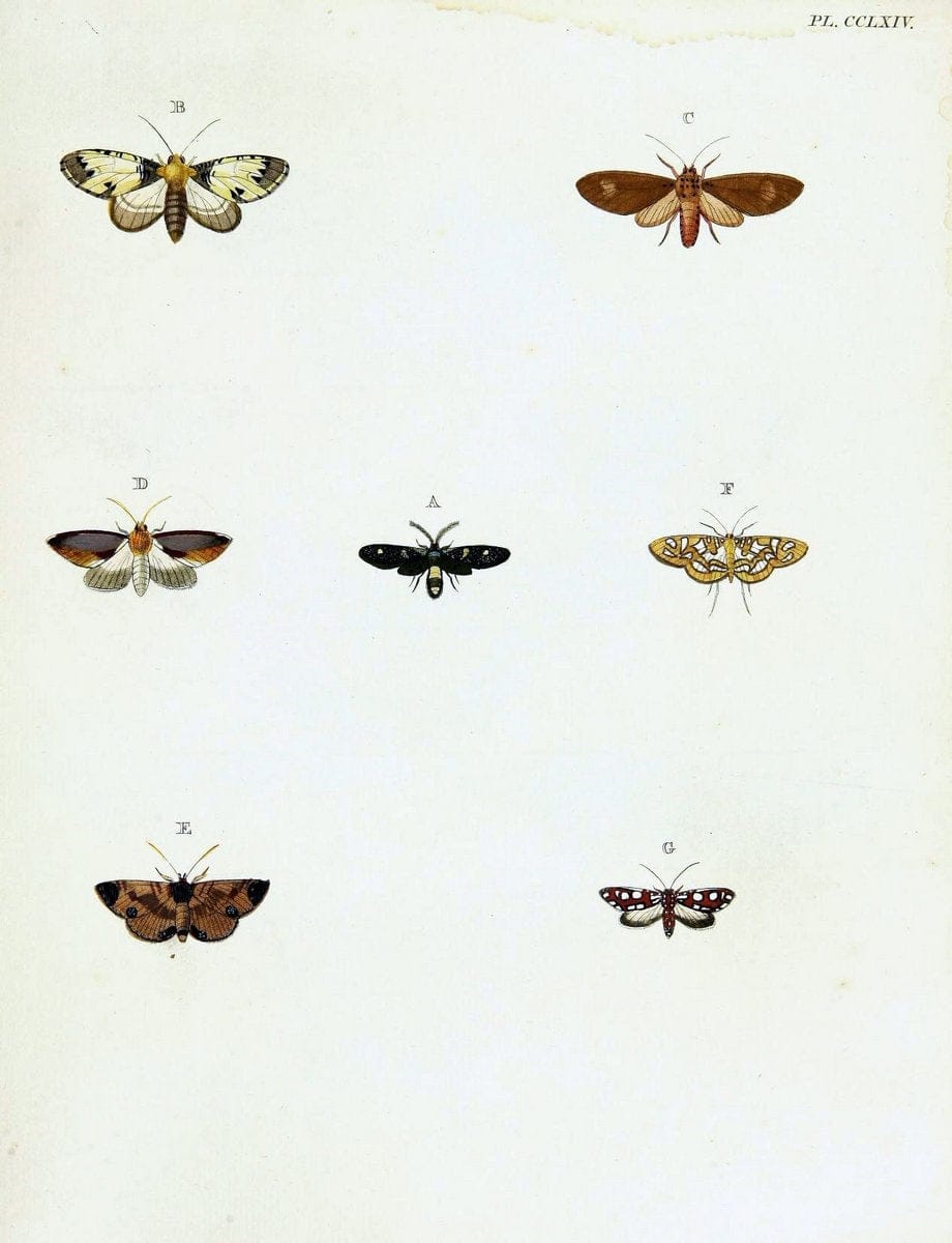 De uitlandsche kapellen voorkomende in de drie waereld-deelen, Asia, Africa en America,. | Africa America Asia Lepidoptera Surinam "Cornell University Library" | Vintage Print Reproduction 466595