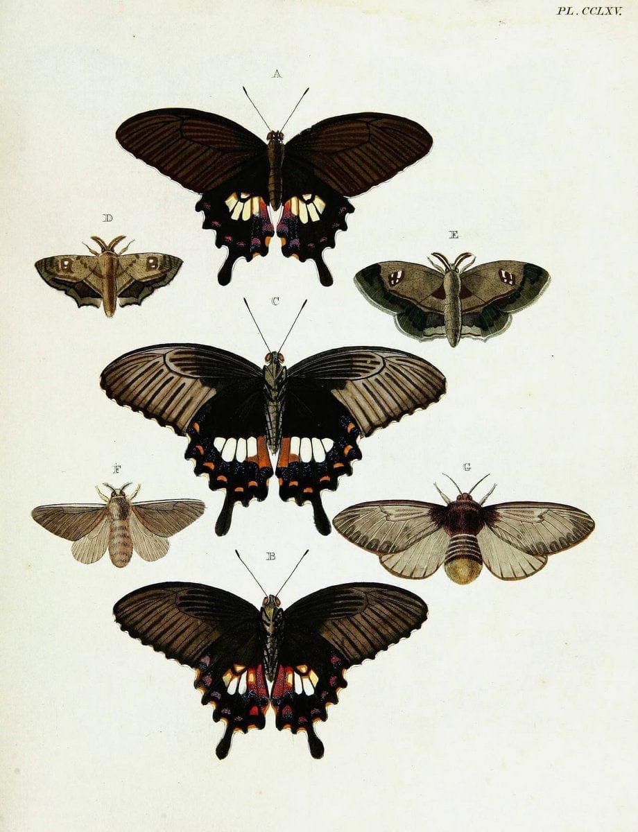 De uitlandsche kapellen voorkomende in de drie waereld-deelen, Asia, Africa en America,. | Africa America Asia Lepidoptera Surinam "Cornell University Library" | Vintage Print Reproduction 466596