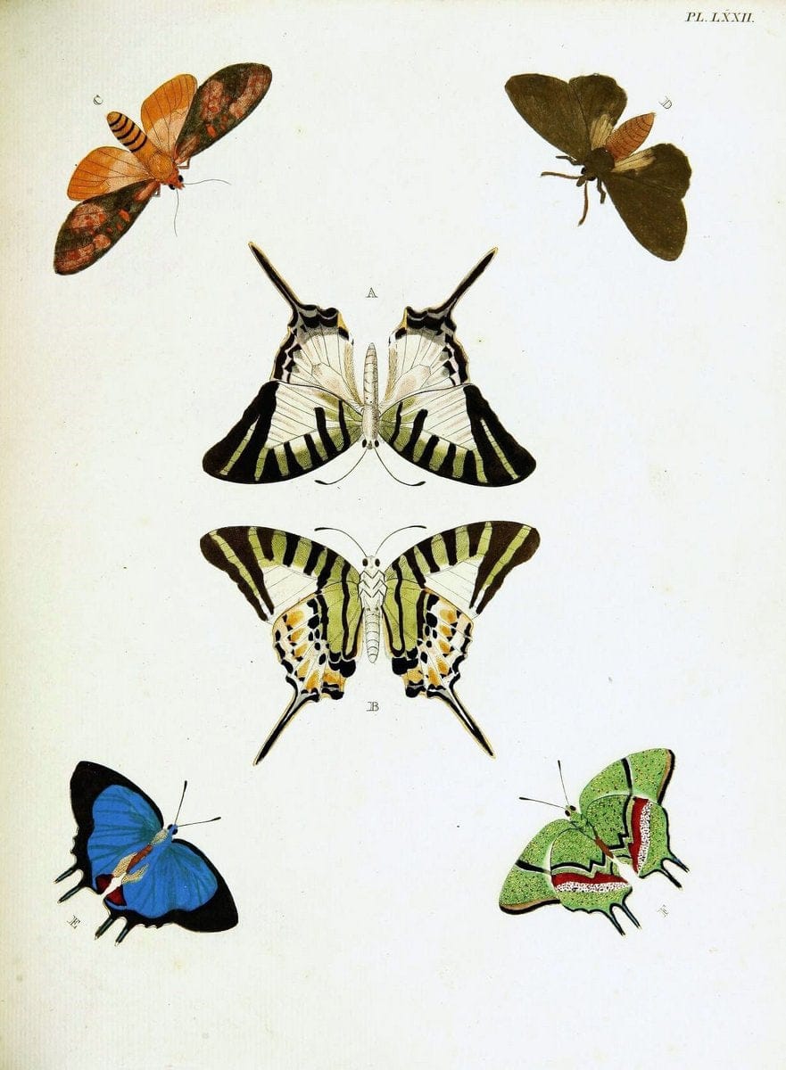De uitlandsche kapellen voorkomende in de drie waereld-deelen, Asia, Africa en America,. | Africa America Asia Lepidoptera Surinam "Cornell University Library" | Vintage Print Reproduction 466597