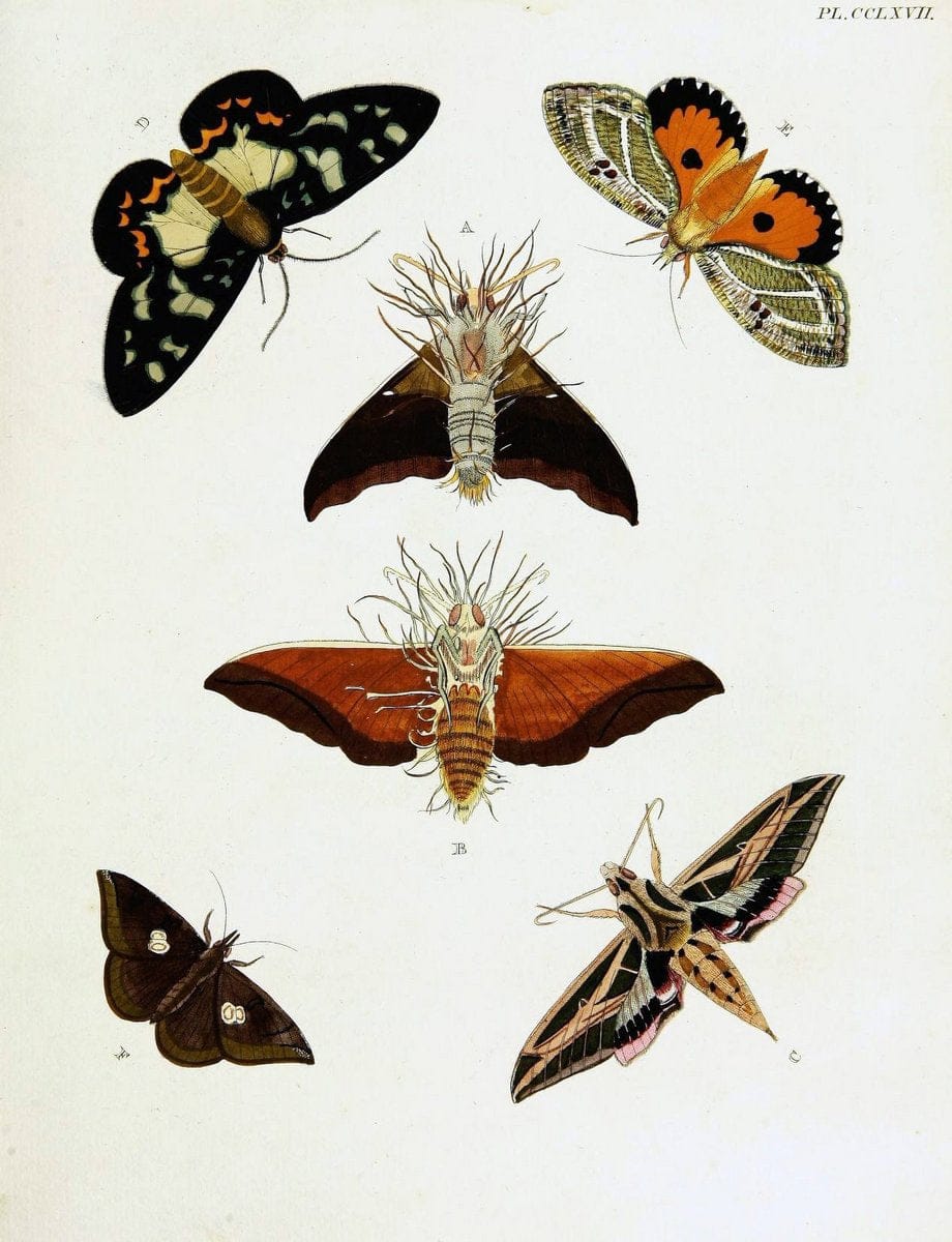 De uitlandsche kapellen voorkomende in de drie waereld-deelen, Asia, Africa en America,. | Africa America Asia Lepidoptera Surinam "Cornell University Library" | Vintage Print Reproduction 466601