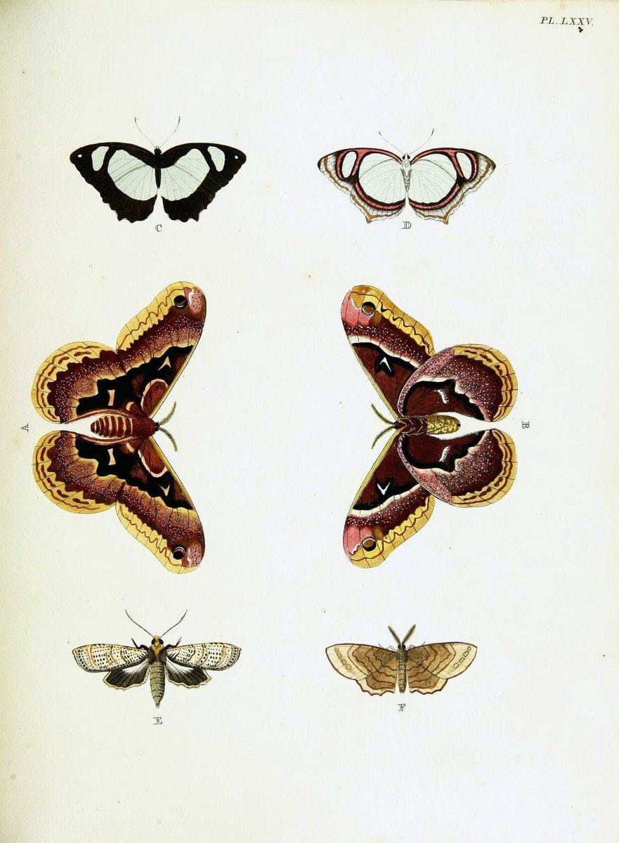 De uitlandsche kapellen voorkomende in de drie waereld-deelen, Asia, Africa en America,. | Africa America Asia Lepidoptera Surinam "Cornell University Library" | Vintage Print Reproduction 466603
